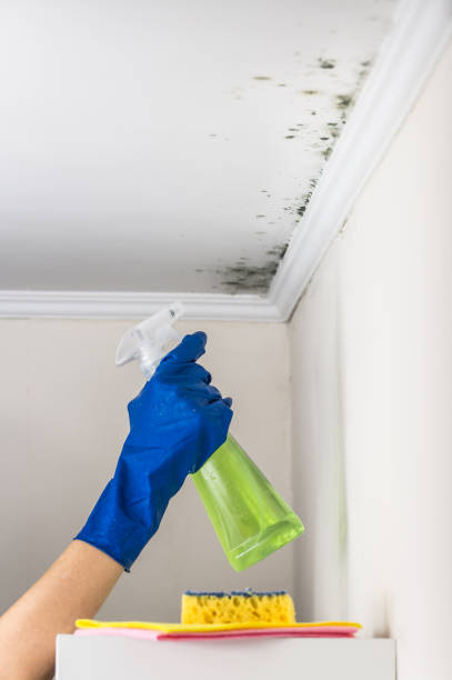 Trusted Arcadia, LA Mold Removal Experts